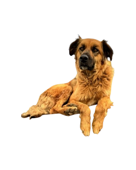 Adopción